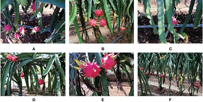 Improved YOLOv4 recognition algorithm for pitaya based on coordinate attention and combinational convolution